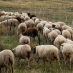 Koyun çiçeği salgını Imathia’daki her üç hayvancılık biriminden birini etkiliyor