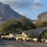 Batı Yunanistan’da yaşanan koyun ve kuzu hırsızlığı olaylarıyla ilgili olarak yedi kişi gözaltına alındı