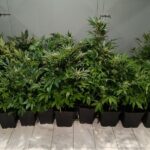 Selanik’te kiralık bir dairede gizlice esrar yetiştiren kişi tutuklandı